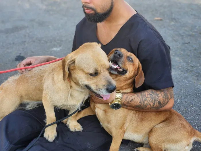 Cachorro ra a Basset-Cofap idade 1 ano nome Audi