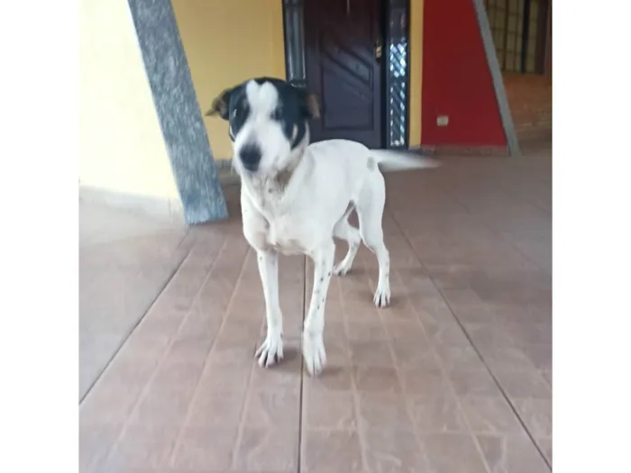Cachorro ra a SRD-ViraLata idade 1 ano nome Belinha