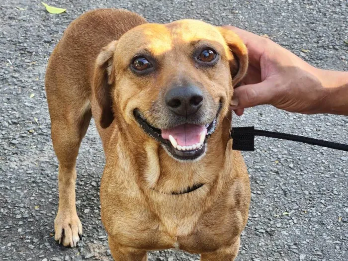 Cachorro ra a Basset-Cofap idade 1 ano nome Golf