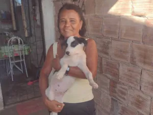 Cachorro raça SRD-ViraLata idade 2 a 6 meses nome Pirata