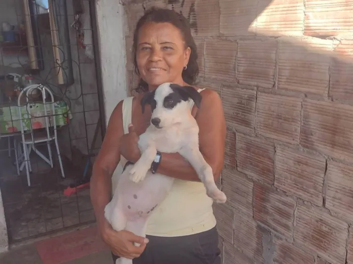 Cachorro ra a SRD-ViraLata idade 2 a 6 meses nome Pirata