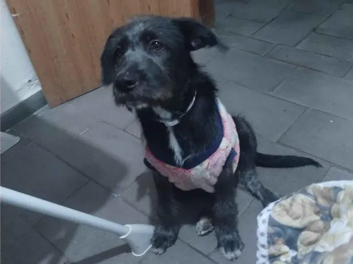 Cachorro ra a SRD-ViraLata idade 2 a 6 meses nome Antonella