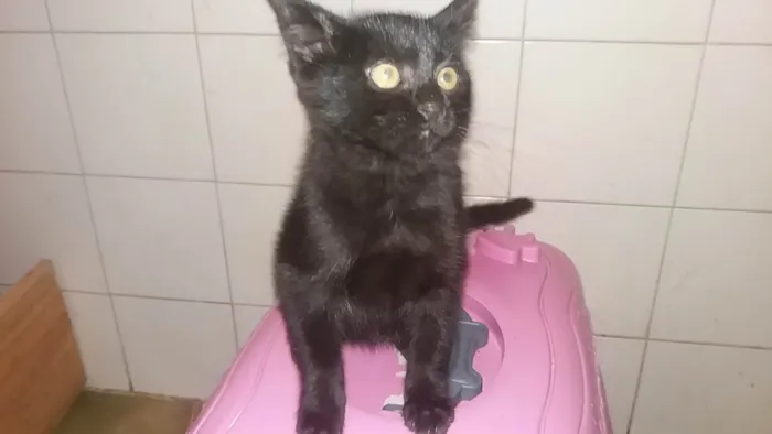 Gato ra a SRD-ViraLata idade 2 a 6 meses nome Cacau