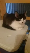 Otto