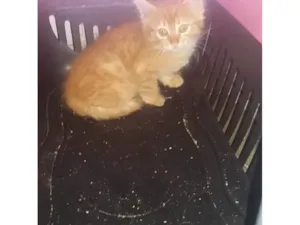 Gato raça SRD-ViraLata idade Abaixo de 2 meses nome Toranja