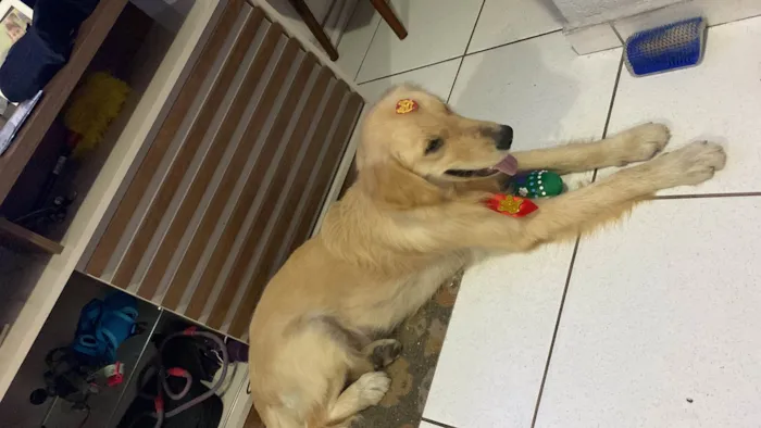 Cachorro ra a Labrador idade 7 a 11 meses nome Simba