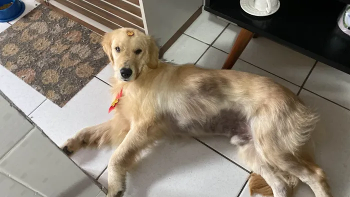 Cachorro ra a Labrador idade 7 a 11 meses nome Simba