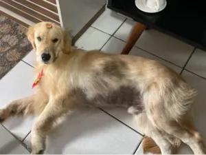 Cachorro raça Labrador idade 7 a 11 meses nome Simba