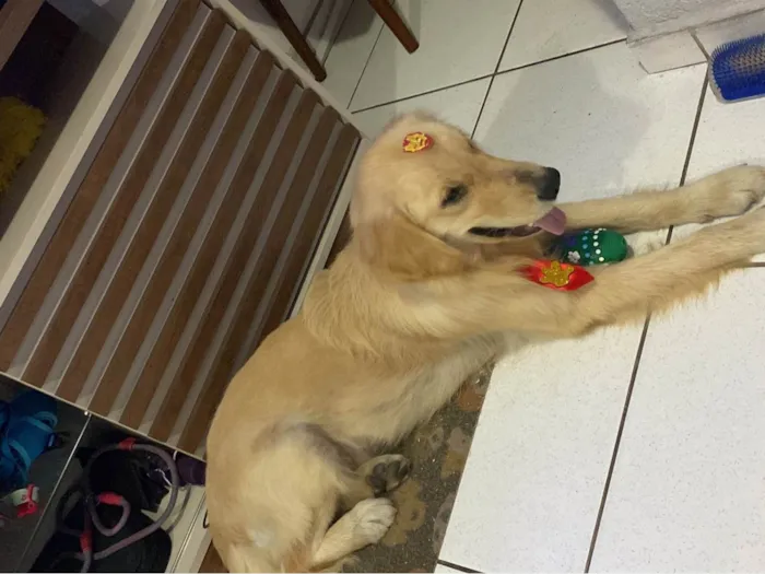 Cachorro ra a Labrador idade 7 a 11 meses nome Simba