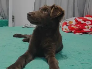 Cachorro raça Labrador idade 2 a 6 meses nome Cacau