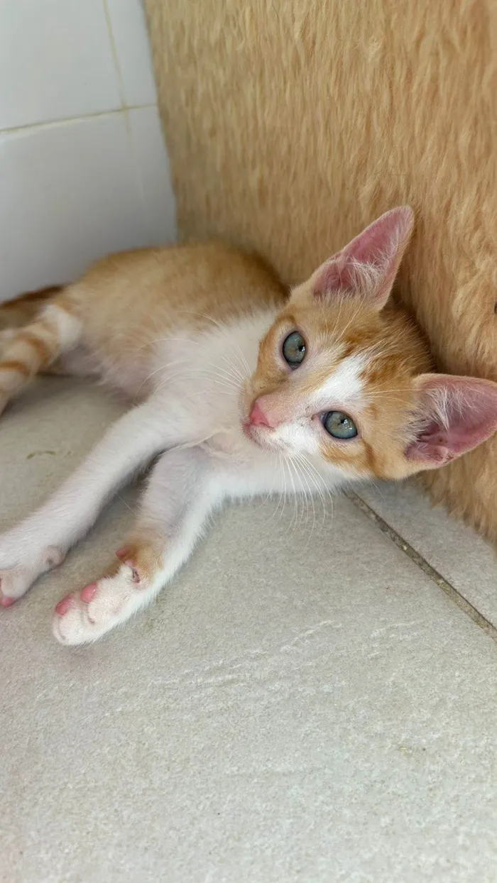 Gato ra a SRD-ViraLata idade 2 a 6 meses nome Sushi