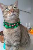 Maya