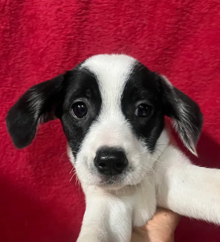 Cachorro ra a SRD-ViraLata idade 2 a 6 meses nome Bruno