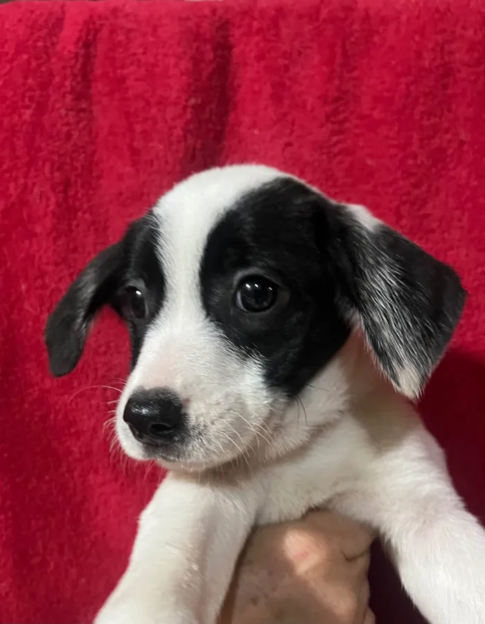 Cachorro ra a SRD-ViraLata idade 2 a 6 meses nome Bruno