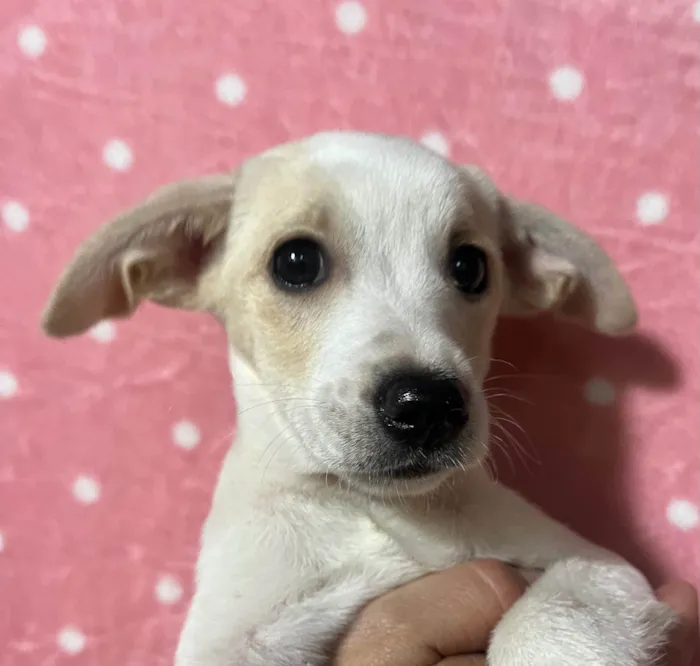 Cachorro ra a SRD-ViraLata idade 2 a 6 meses nome Brenda