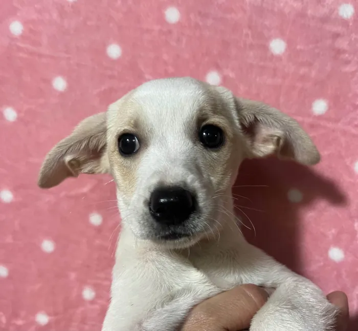 Cachorro ra a SRD-ViraLata idade 2 a 6 meses nome Brenda