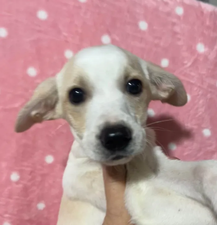 Cachorro ra a SRD-ViraLata idade 2 a 6 meses nome Brenda