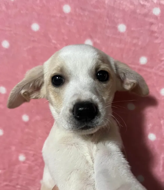 Cachorro ra a SRD-ViraLata idade 2 a 6 meses nome Brenda