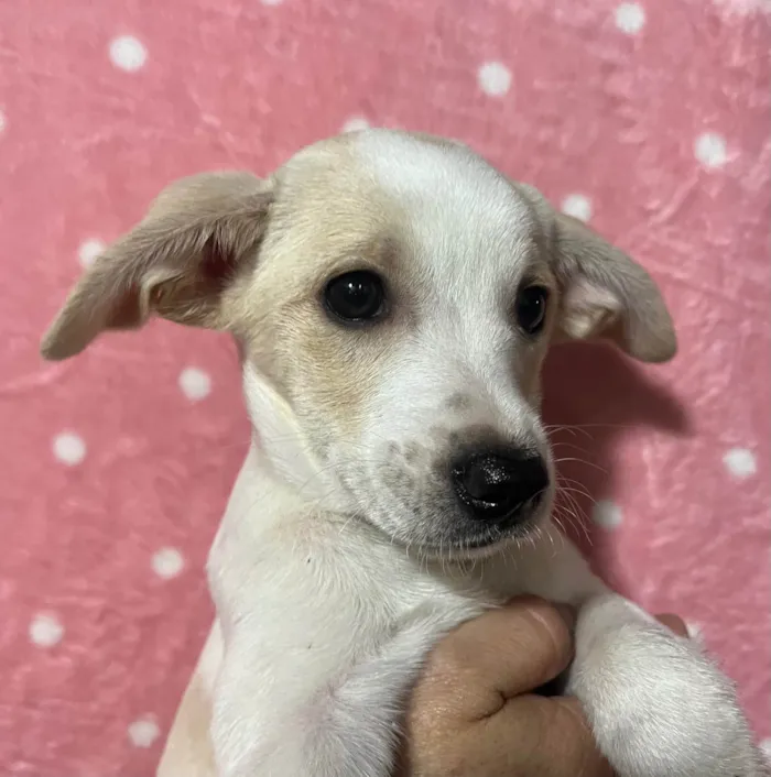 Cachorro ra a SRD-ViraLata idade 2 a 6 meses nome Brenda