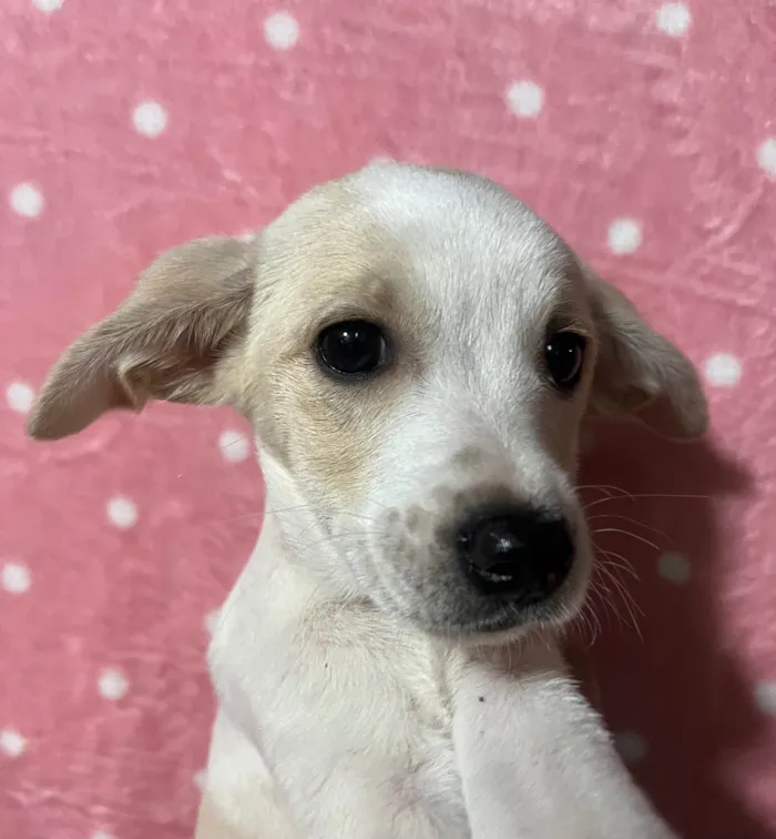 Cachorro ra a SRD-ViraLata idade 2 a 6 meses nome Brenda