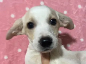 Cachorro raça SRD-ViraLata idade 2 a 6 meses nome Brenda