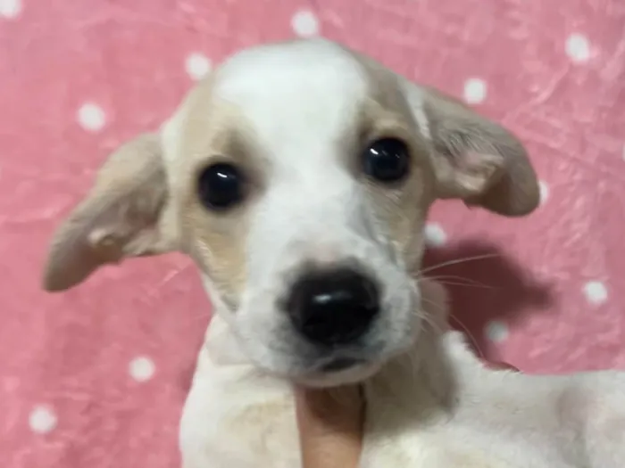 Cachorro ra a SRD-ViraLata idade 2 a 6 meses nome Brenda