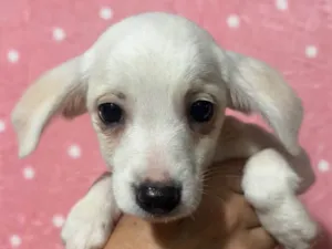 Cachorro raça SRD-ViraLata idade 2 a 6 meses nome Brigite