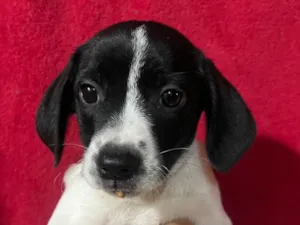 Cachorro raça SRD-ViraLata idade 2 a 6 meses nome Brito