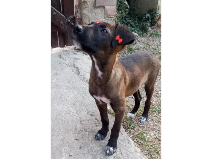 Cachorro ra a SRD-ViraLata idade 2 a 6 meses nome Juju 