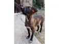 Juju