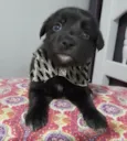 Mateo