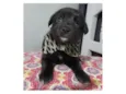 Mateo