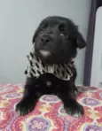 Mateo