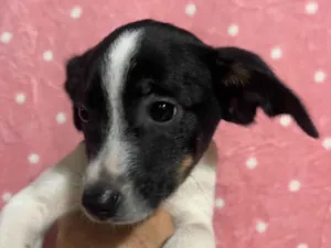 Cachorro raça SRD-ViraLata idade 2 a 6 meses nome Bruna