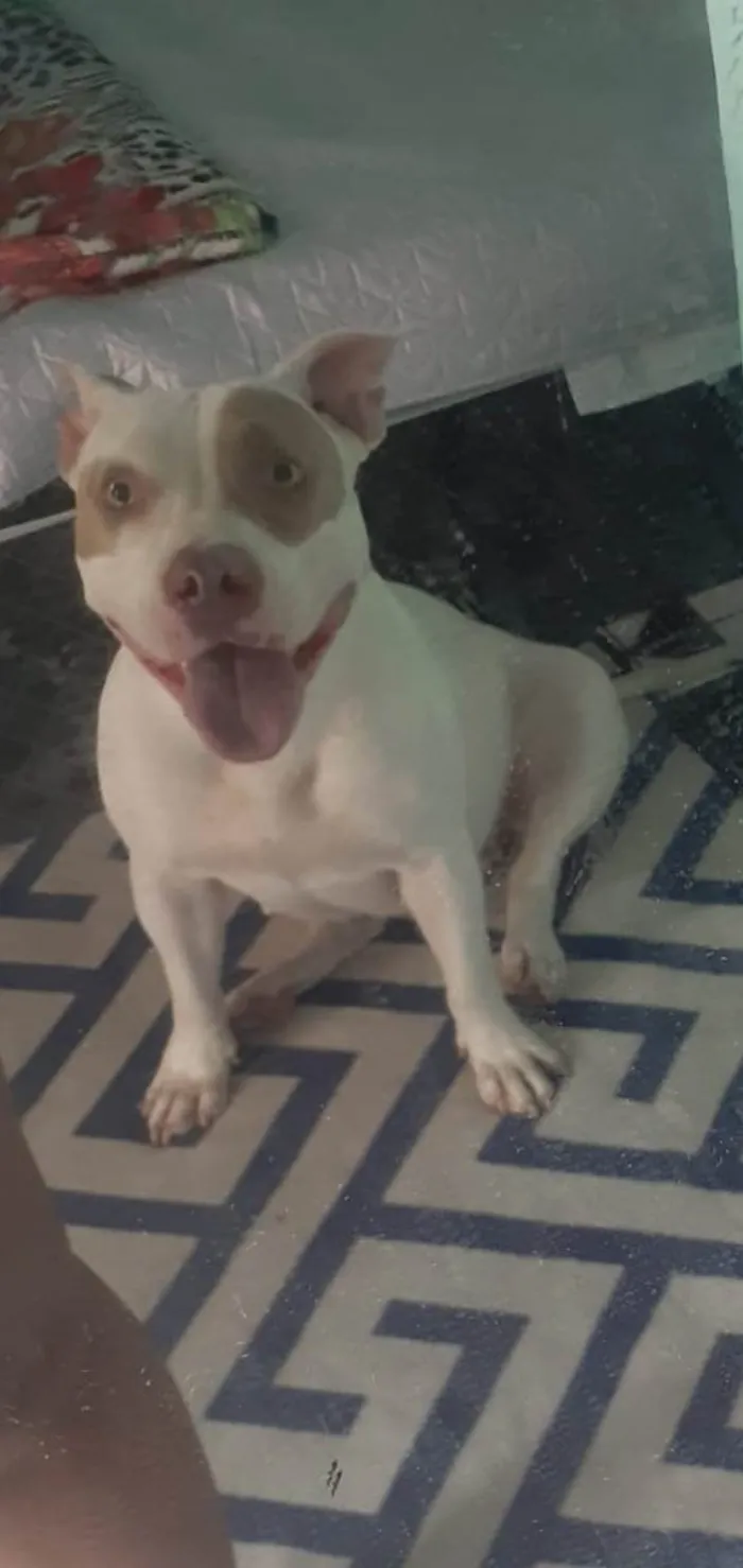 Cachorro ra a Pit-Bull idade 1 ano nome Bella