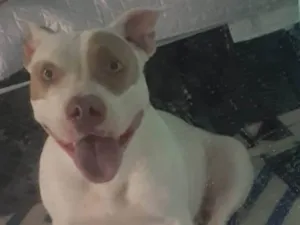 Cachorro raça Pit-Bull idade 1 ano nome Bella