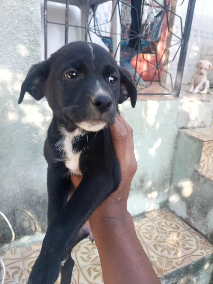 Cachorro ra a SRD-ViraLata idade Abaixo de 2 meses nome Isa