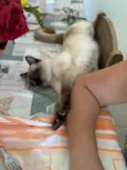Nina