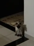 Nina