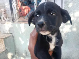 Cachorro raça SRD-ViraLata idade Abaixo de 2 meses nome Isa