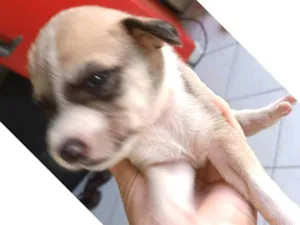 Cachorro raça Pastor Alemão idade Abaixo de 2 meses nome Cachorros bebê doação  responsável 