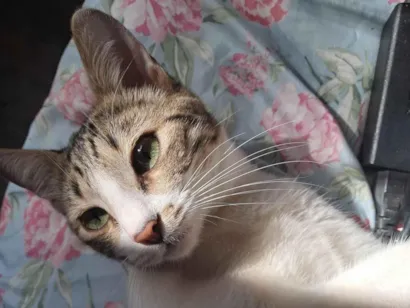 Gato raça SRD-ViraLata idade 7 a 11 meses nome Nami