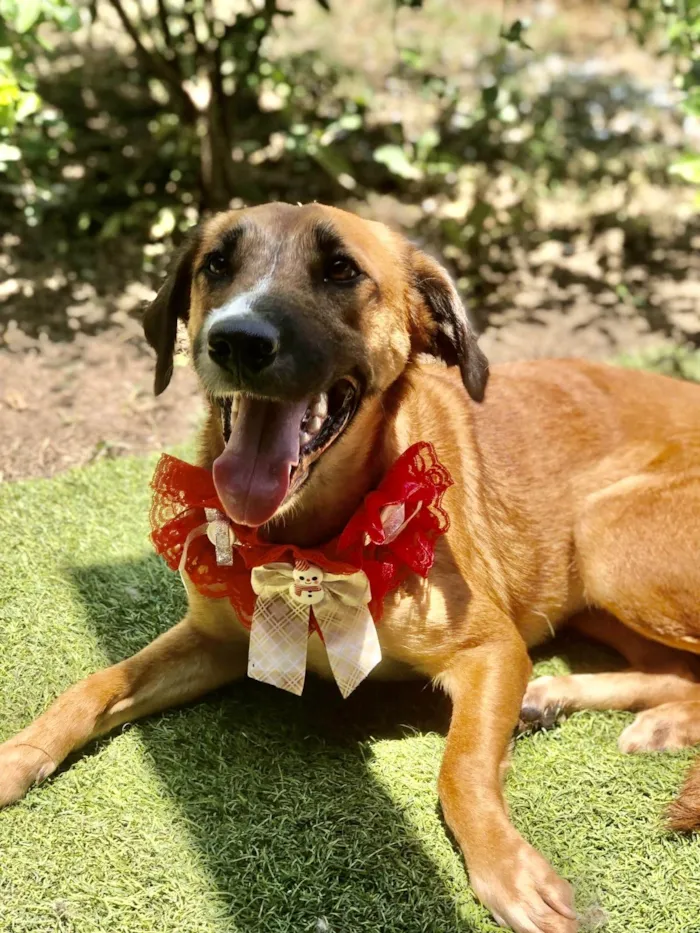 Cachorro ra a SRD-ViraLata idade 1 ano nome Vicky porteP 1aninho 