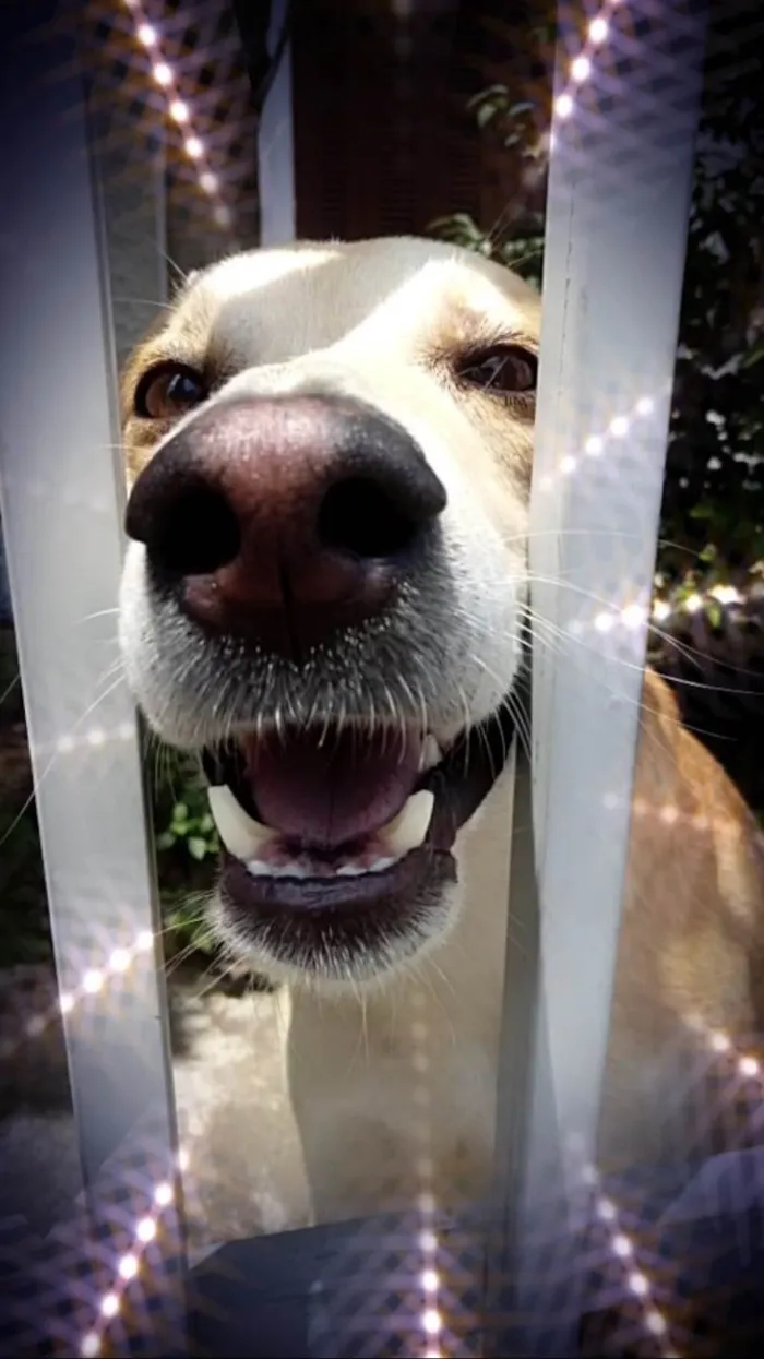 Cachorro ra a SRD-ViraLata idade 1 ano nome Trovão bonzinho 