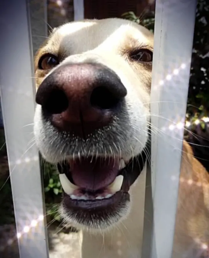 Cachorro ra a SRD-ViraLata idade 1 ano nome Trovão bonzinho 