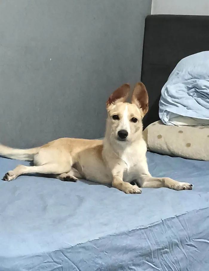 Cachorro ra a SRD-ViraLata idade 2 a 6 meses nome Lola porteP bb6meses 