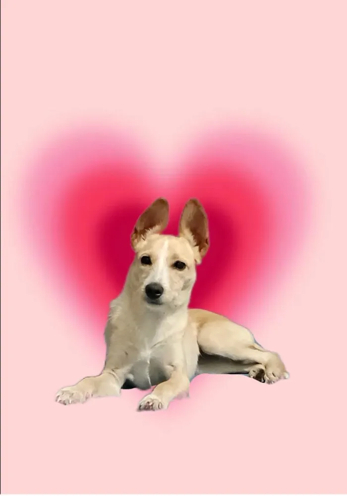 Cachorro ra a SRD-ViraLata idade 2 a 6 meses nome Lola porteP bb6meses 