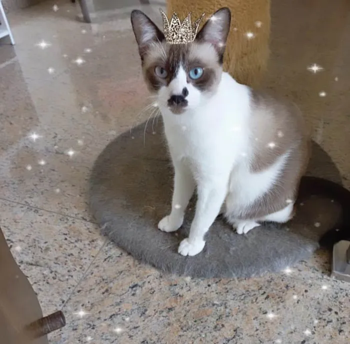 Gato ra a SRD-ViraLata idade 7 a 11 meses nome Amanda bb10meses Linda 