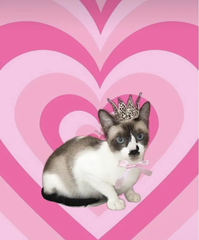 Gato ra a SRD-ViraLata idade 7 a 11 meses nome Amanda bb10meses Linda 