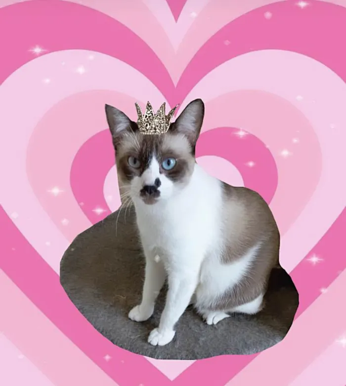 Gato ra a SRD-ViraLata idade 7 a 11 meses nome Amanda bb10meses Linda 